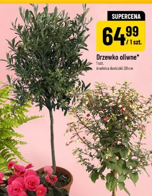 Drzewko oliwne średnica doniczki: 20cm promocja w POLOmarket