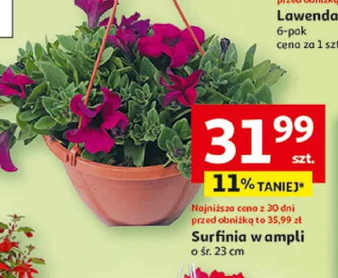 Surfinia w ampli promocja w Auchan