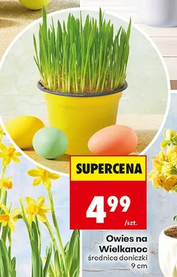 Owies na Wielkanoc średnica doniczki 9cm promocja w Biedronka