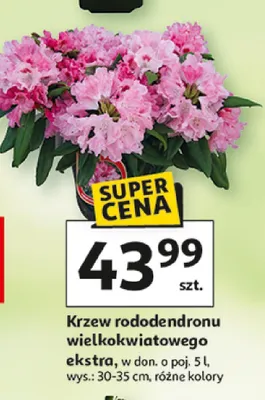 Krzew rododendronu wielkokwiatowego ekstra w donicy promocja w Auchan