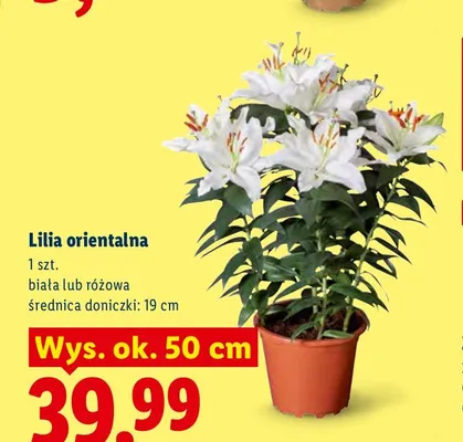 Lilia orientalna różowa promocja w Lidl