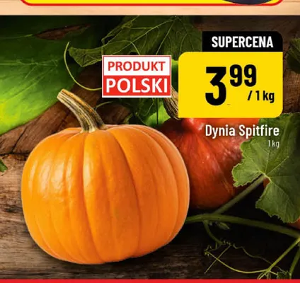 Dynia Spitfire promocja w POLOmarket