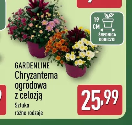 Chryzantema ogrodowa z celozją Gardenline promocja w Aldi