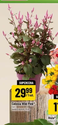 Celosia Wild Pink promocja w POLOmarket