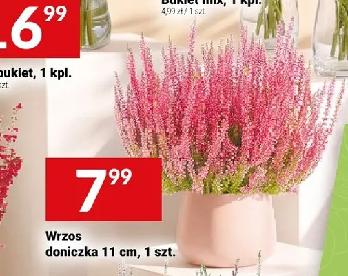 Wrzos promocja w Twój Market