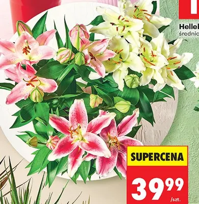 Lilia orientalna średnica 19 cm promocja w Biedronka