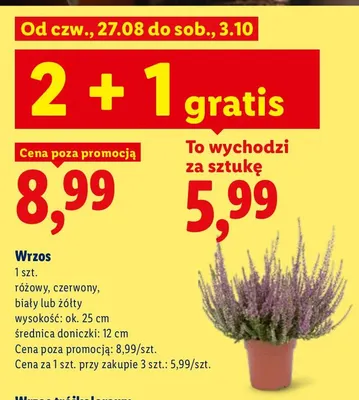 Wrzos promocja w Lidl