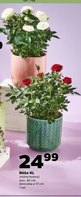 Róża XL promocja w Netto