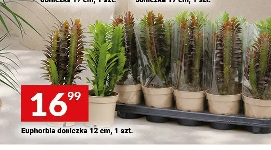 Euphorbia doniczka promocja w Twój Market