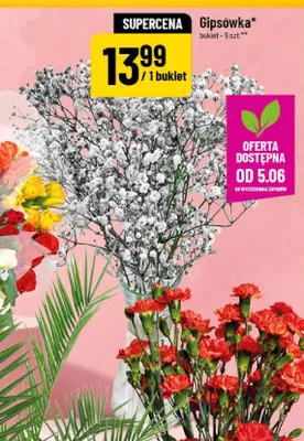 Gipsówka promocja w POLOmarket
