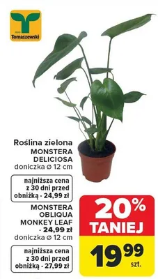 Roślina zielona MONSTERA DELICIOSA, doniczka Ø 12 cm promocja w Carrefour