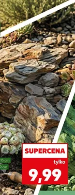 Rojnik różne rodzaje sztuka promocja w Kaufland