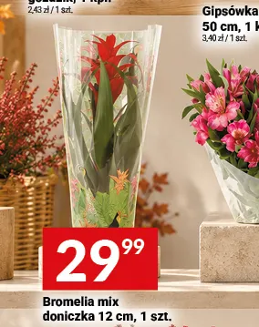 Bromelia mix doniczka 12 cm promocja w Twój Market