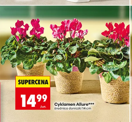 Cyklamen Allure średnica doniczki 14 cm promocja w Biedronka