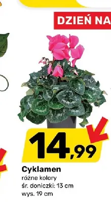 Cyklamen promocja w Bricomarche