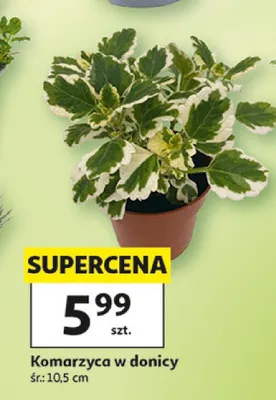 Komarzyca w donicy promocja w Auchan