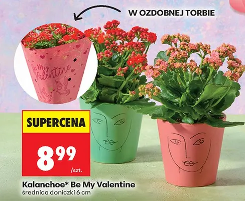 Kalanchoe Be My Valentine średnica doniczki 6 cm promocja w Biedronka