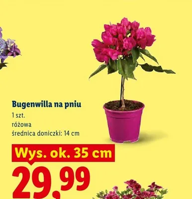 Bugenwilla na pniu różowa promocja w Lidl