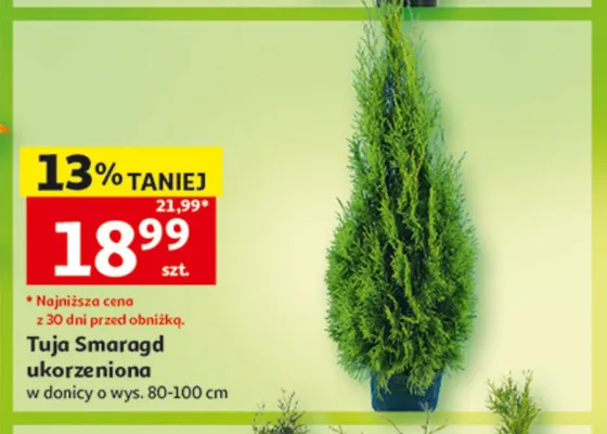 Tuja Smaragd ukorzeniona promocja w Auchan