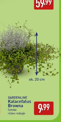 Kalacefalus Browna Gardenline promocja w Aldi