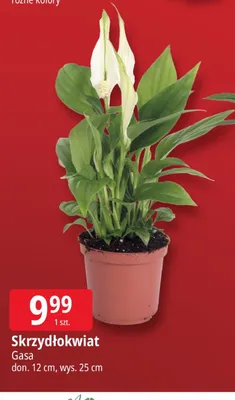Skrzydłokwiat Gasa don. 12cm wys. 25cm promocja w Leclerc
