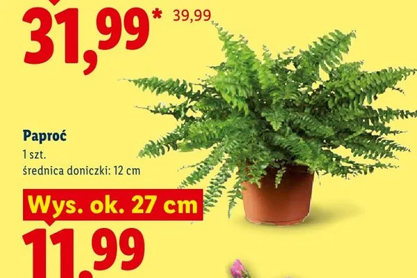 Paproć promocja w Lidl