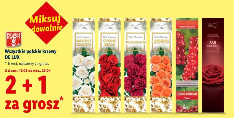 Wszystkie polskie krzewy promocja w Lidl