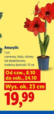 Amarylis biały promocja w Lidl