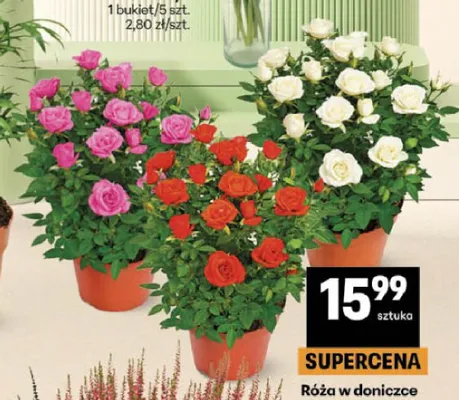 Róża w doniczce promocja w Delikatesy Centrum