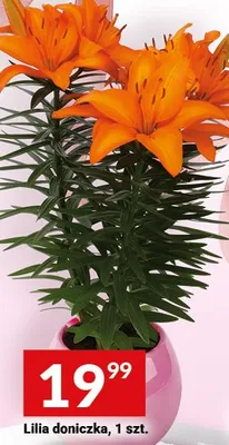 Lilia doniczkowa promocja w Twój Market