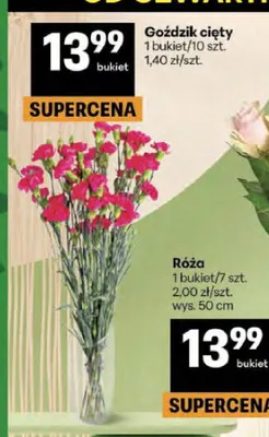 Goździk cięty promocja w Delikatesy Centrum