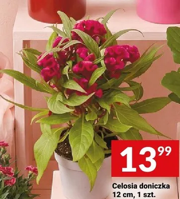 Celosia doniczka 12cm promocja w Twój Market
