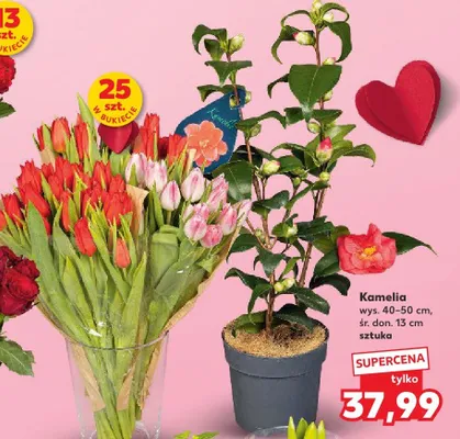 Tulipany walentynkowe czerwone lub różowe, dł. 35 cm promocja w Kaufland