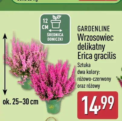 Wrzosowiec delikatny Erica gracilis Gardenline promocja w Aldi