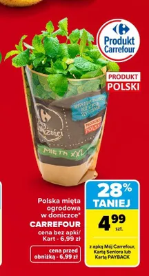 Mięta ogrodowa w doniczce polska Carrefour promocja w Carrefour