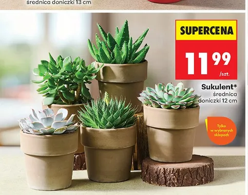 Sukulent średnica doniczki 12 cm promocja w Biedronka