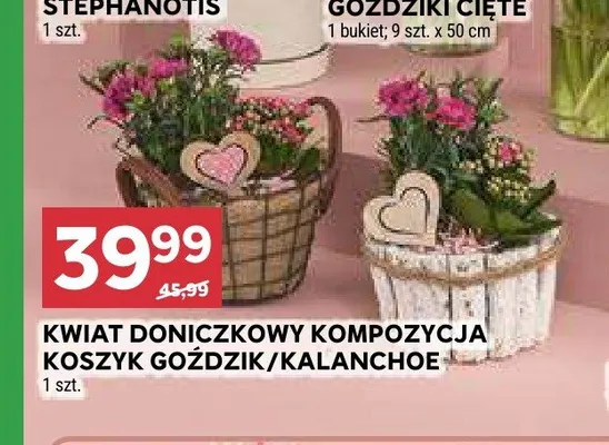 Kwiat doniczkowy kompozycja koszyk promocja w Stokrotka