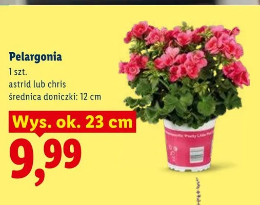 Pelargonia chris promocja w Lidl