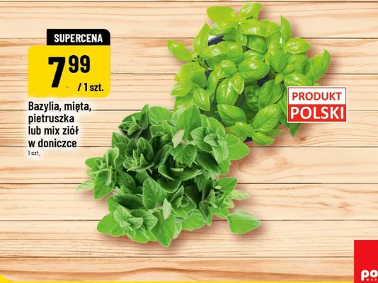 Pietruszka w doniczce polska promocja w POLOmarket