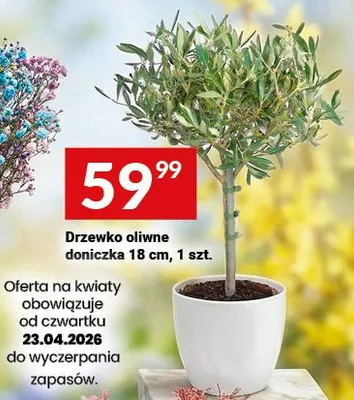 Drzewko oliwne doniczka 18 cm promocja w Twój Market