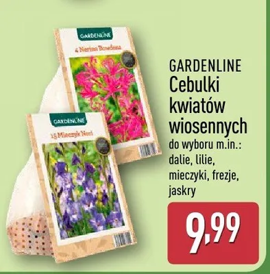Cebulki kwiatów wiosennych promocja w Aldi