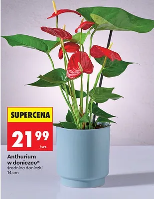 Anthurium w doniczce promocja w Biedronka