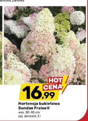 Hortensja bukietowa Sundae Fraise wys. 30-40cm poj. doniczki 3l promocja w Bricomarche