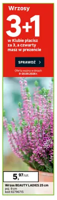 Wrzos Beauty Ladies 25 cm promocja w Leroy Merlin