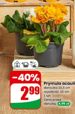 Prymula acaulis doniczka 10,5 cm  promocja w Dino