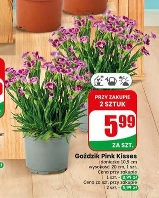 Goździk Pink Kisses doniczka 10,5 cm promocja w Dino