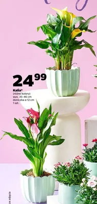 Kalia wys. 35-46cm doniczka ø 12cm promocja w Netto