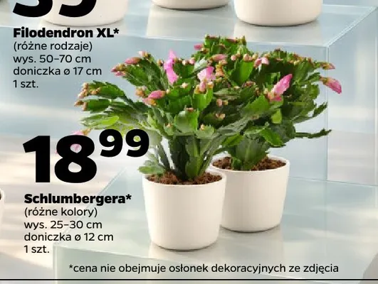 Schlumbergera promocja w Netto