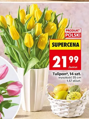 Tulipany żółte, 14 szt. promocja w Biedronka