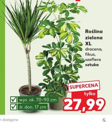 Roślina zielona XL dracena promocja w Kaufland